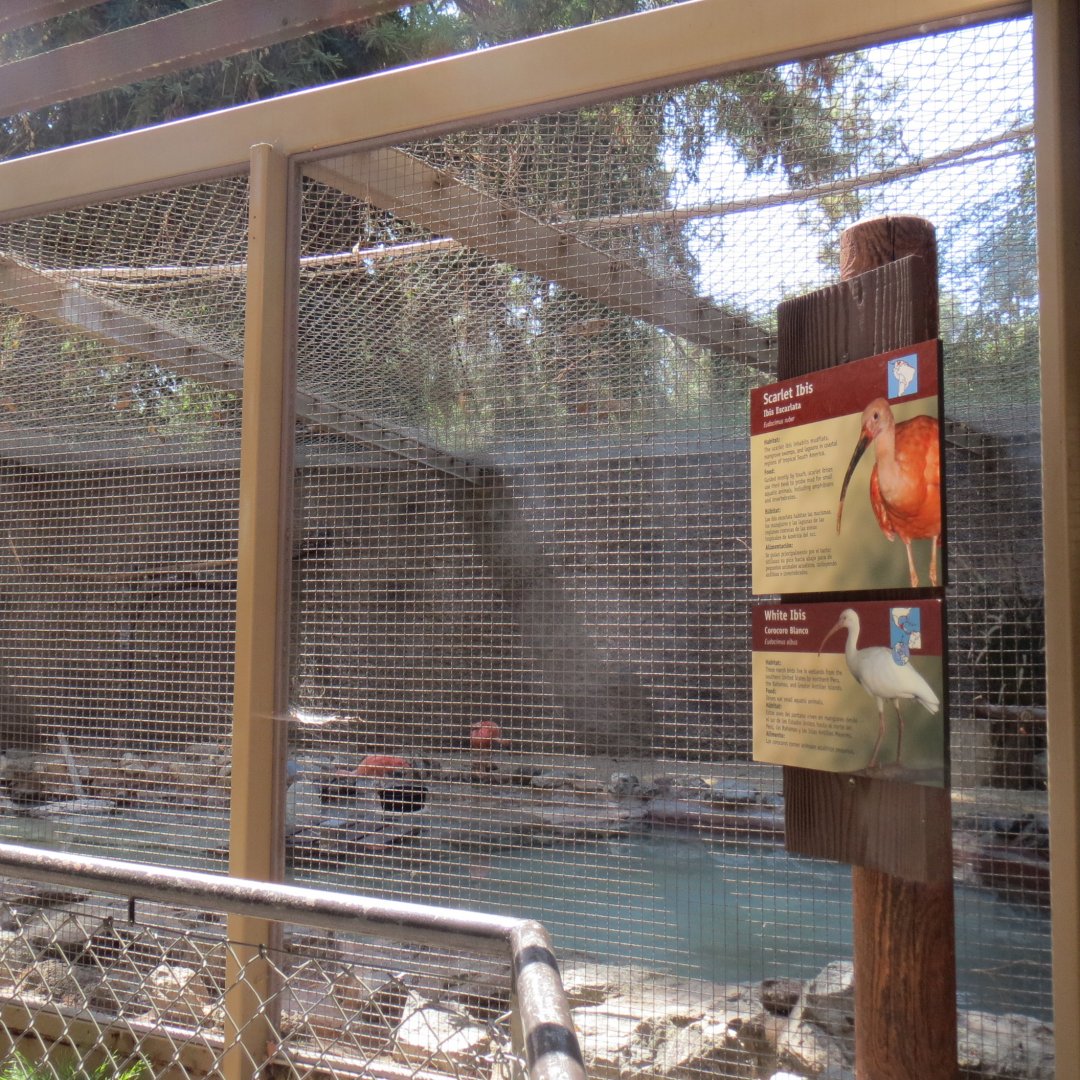 Scarlet Ibis / White Ibis Exhibit