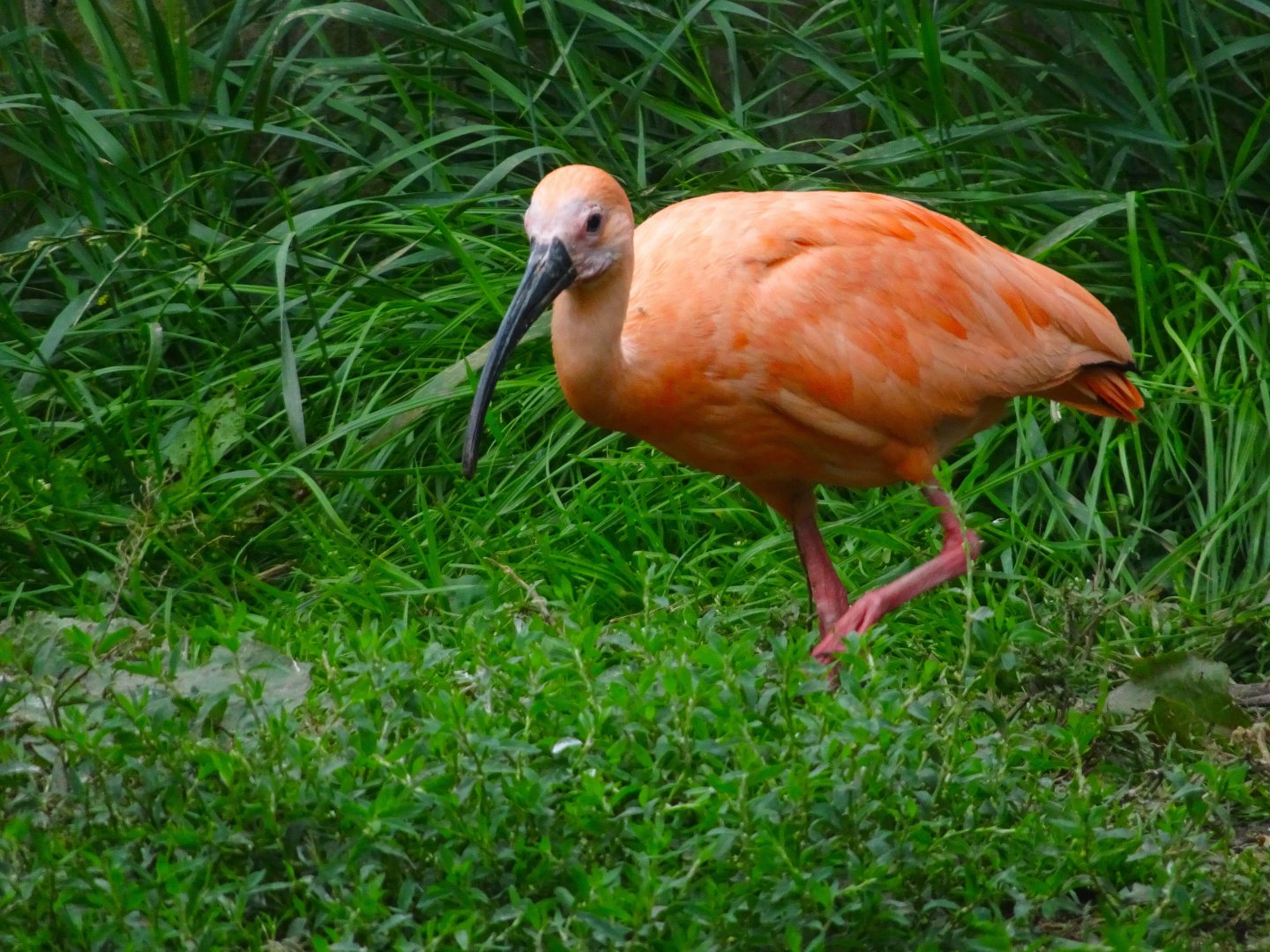 Scarlet Ibis, Wild Discovery, 2 August 2025