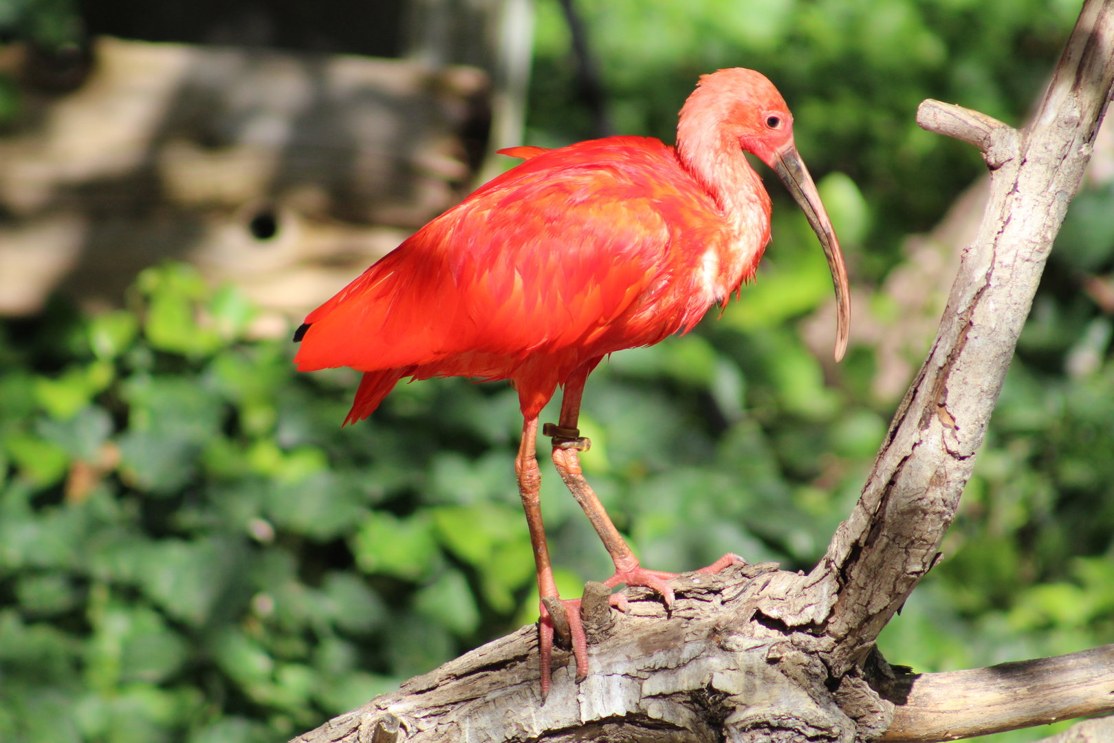 Scarlet ibis- Wild Texas!
