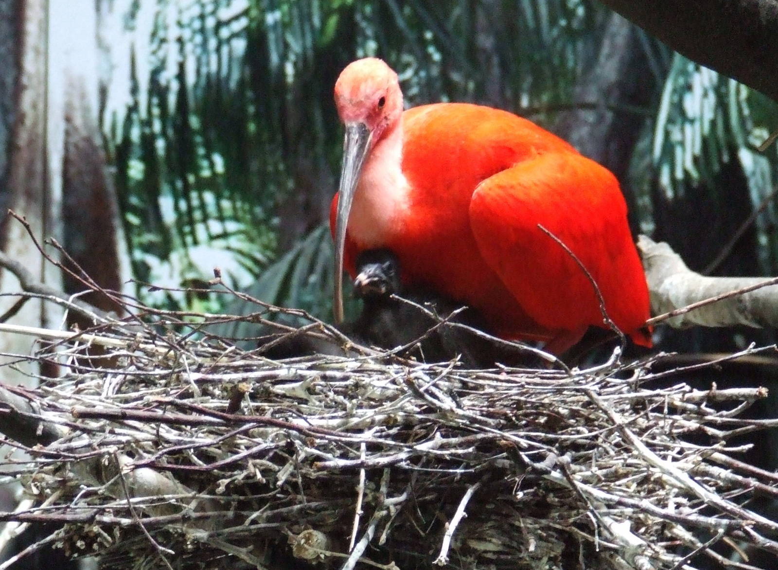 Scarlet Ibis with chick