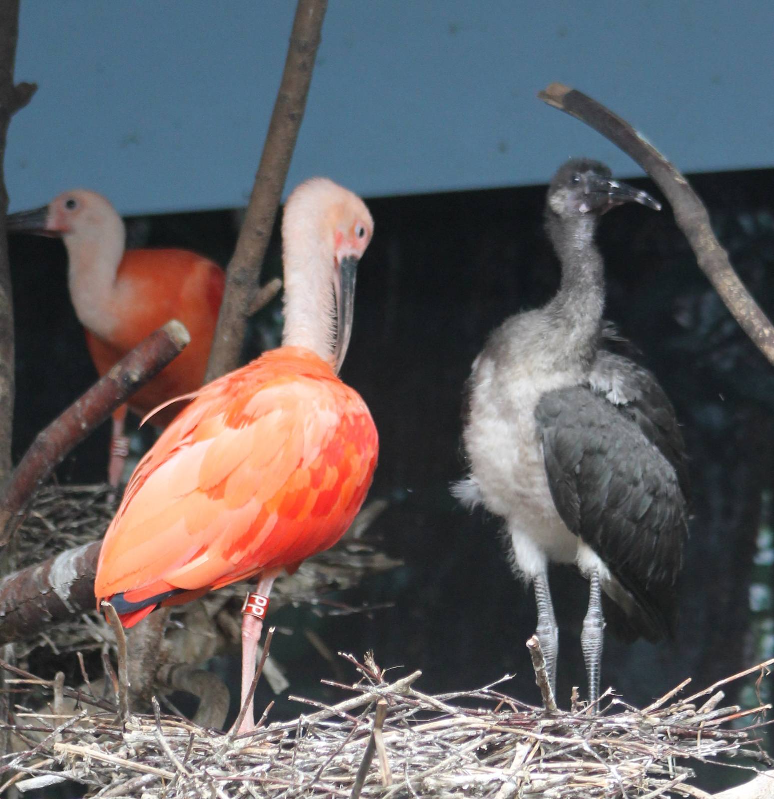 Scarlet ibis with young