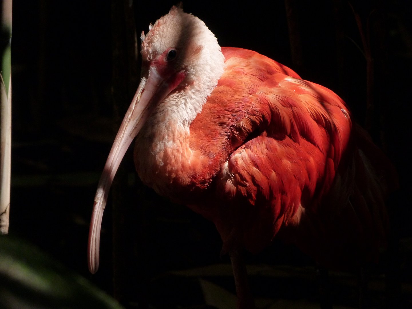 Scarlet ibis -Zoo d'Asson (2025)