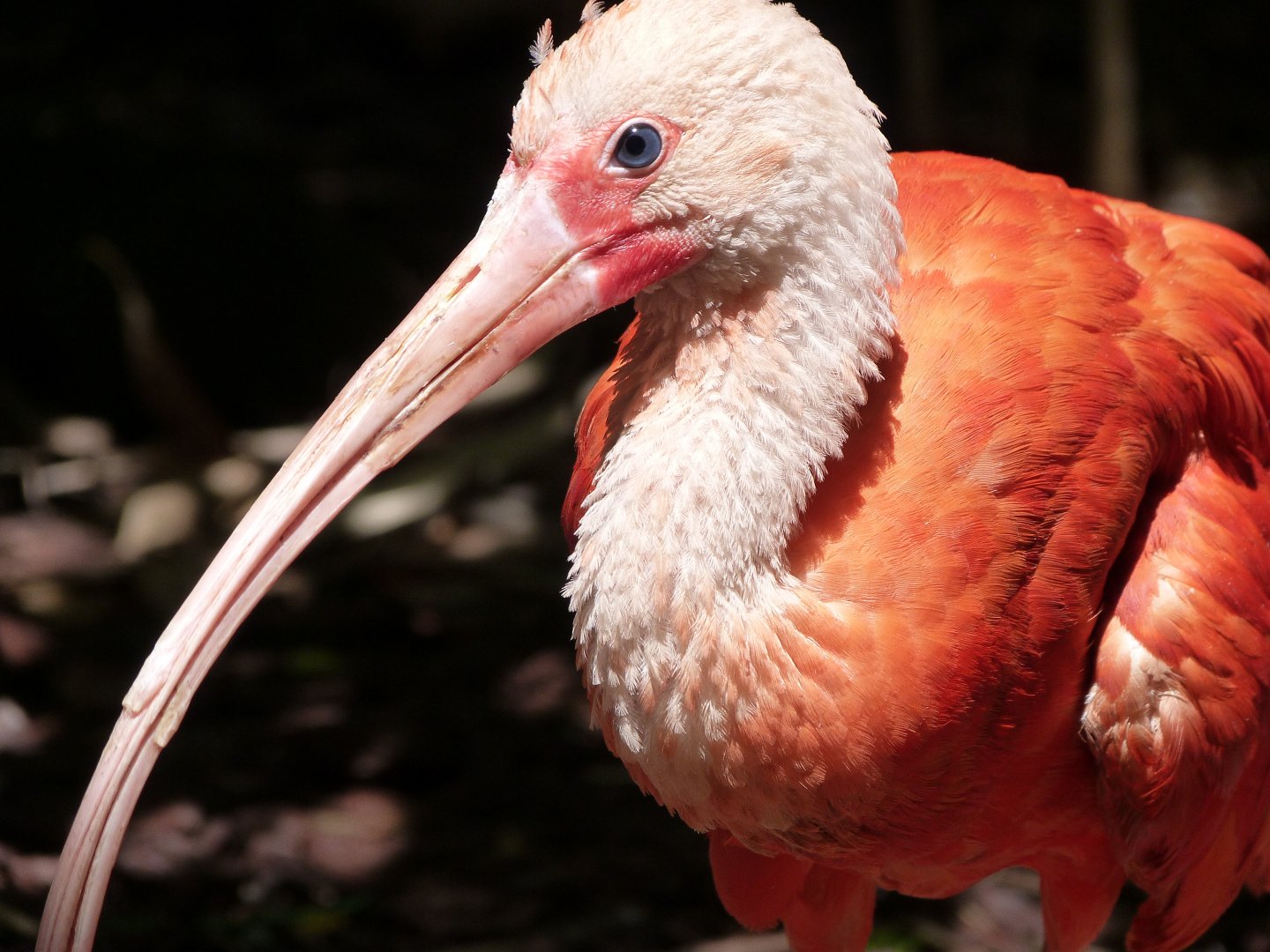Scarlet ibis -Zoo d'Asson (2025)