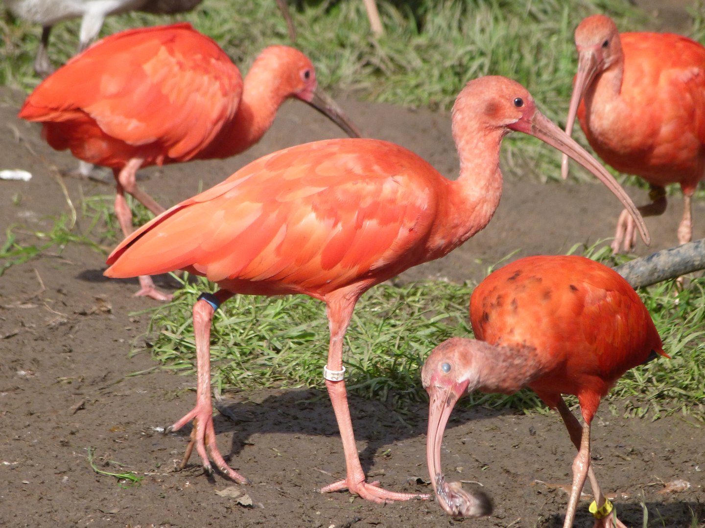 Scarlet ibis -Zoo de Santillana del Mar (2024)
