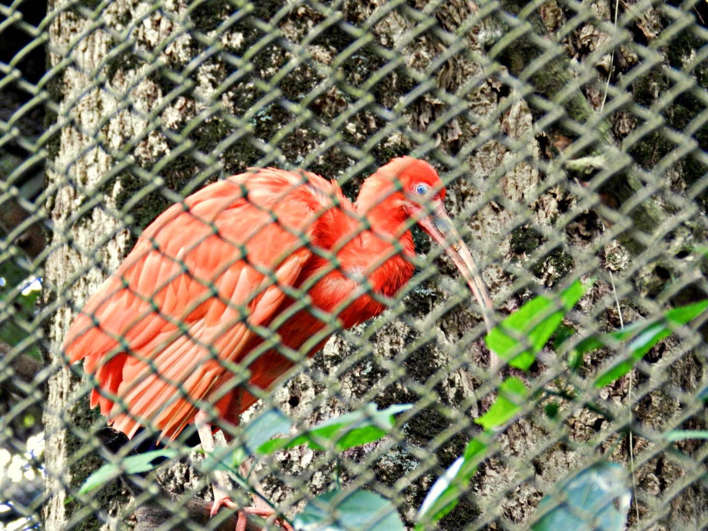 Scarlet Ibis - Zoo São Paulo