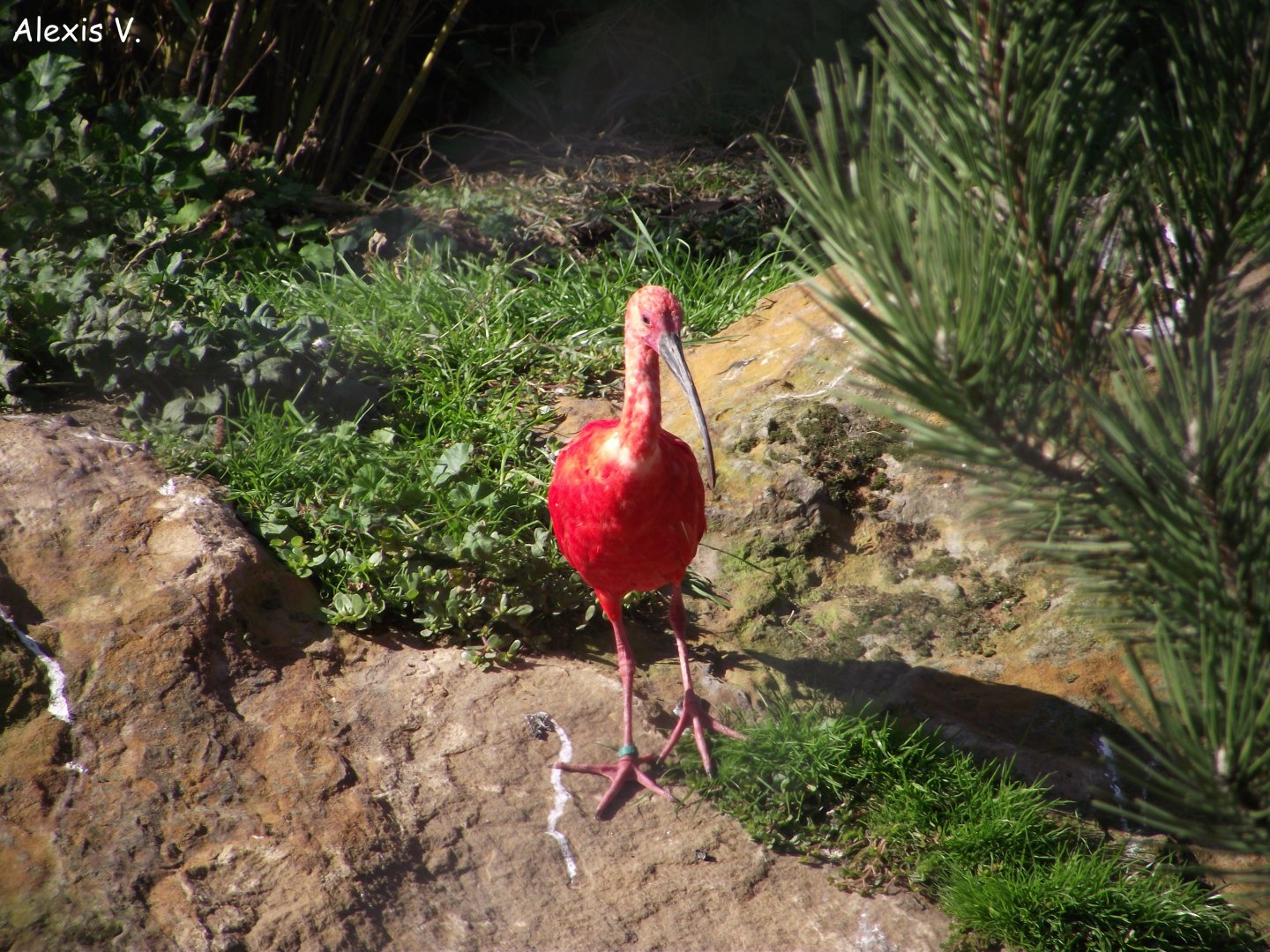Scarlet Ibis - Zooparc de Beauval - 10/2018