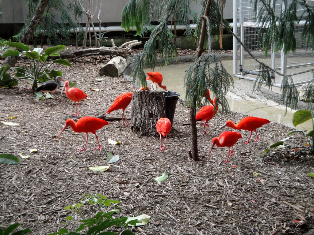 Scarlet Ibis