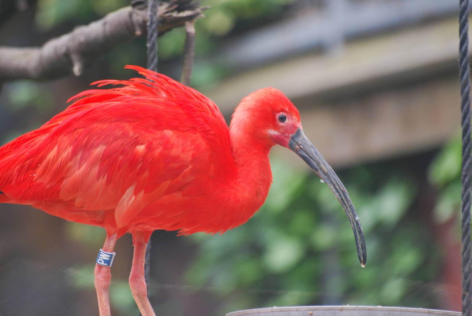 Scarlet ibis