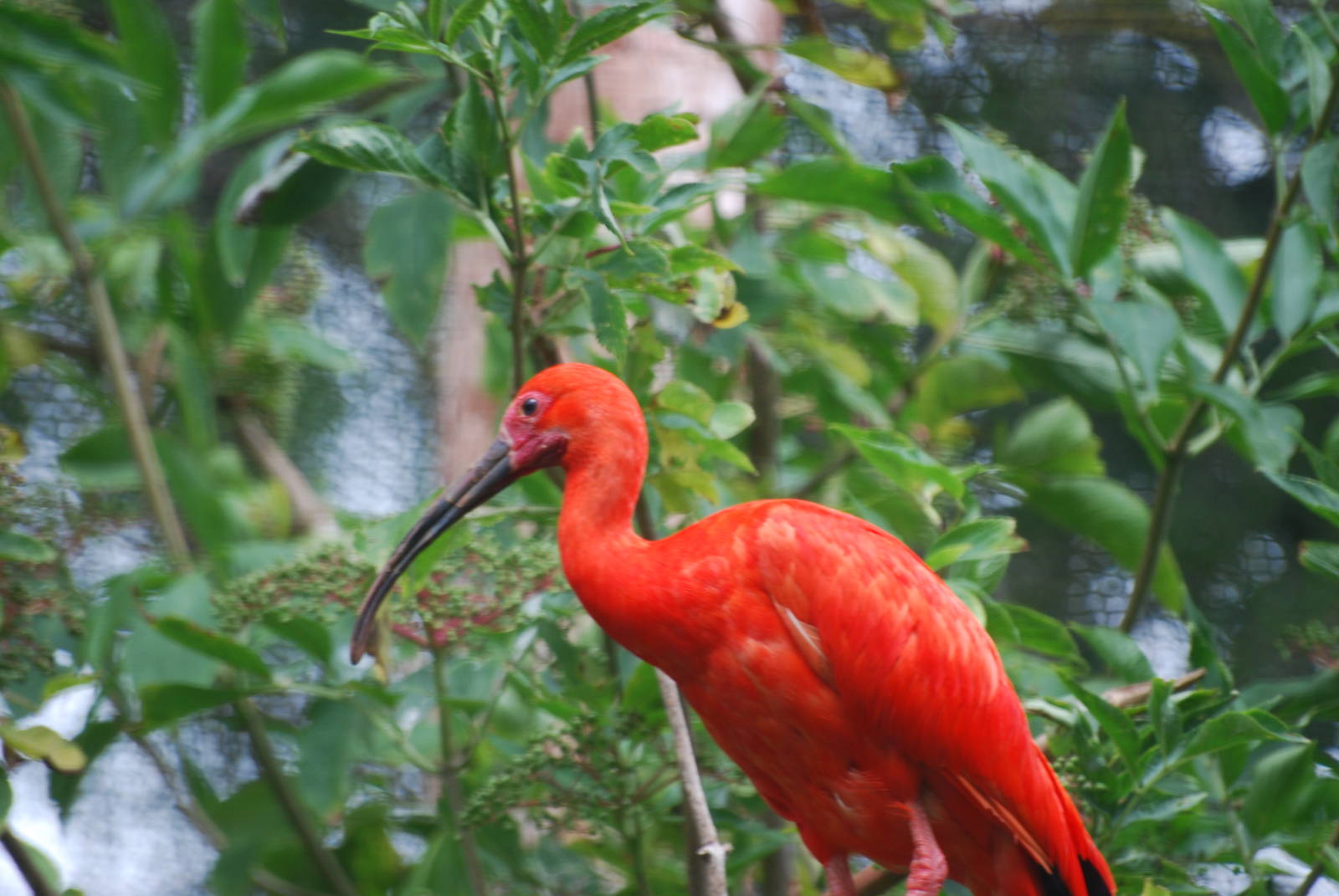 Scarlet ibis