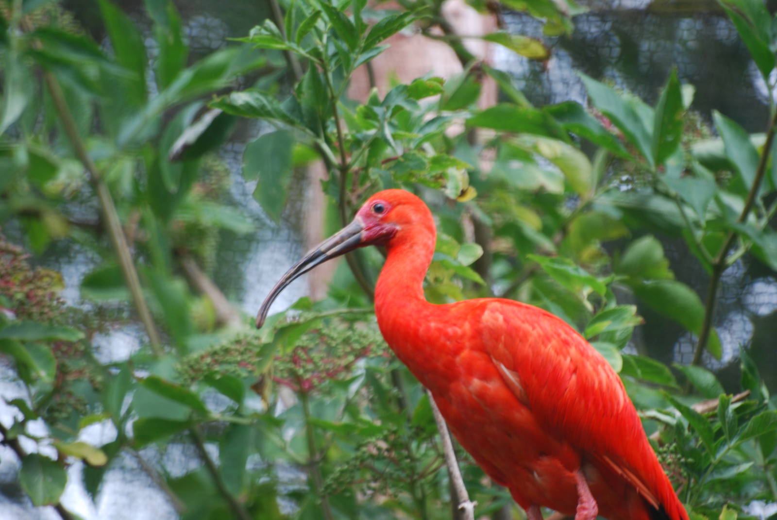 Scarlet ibis