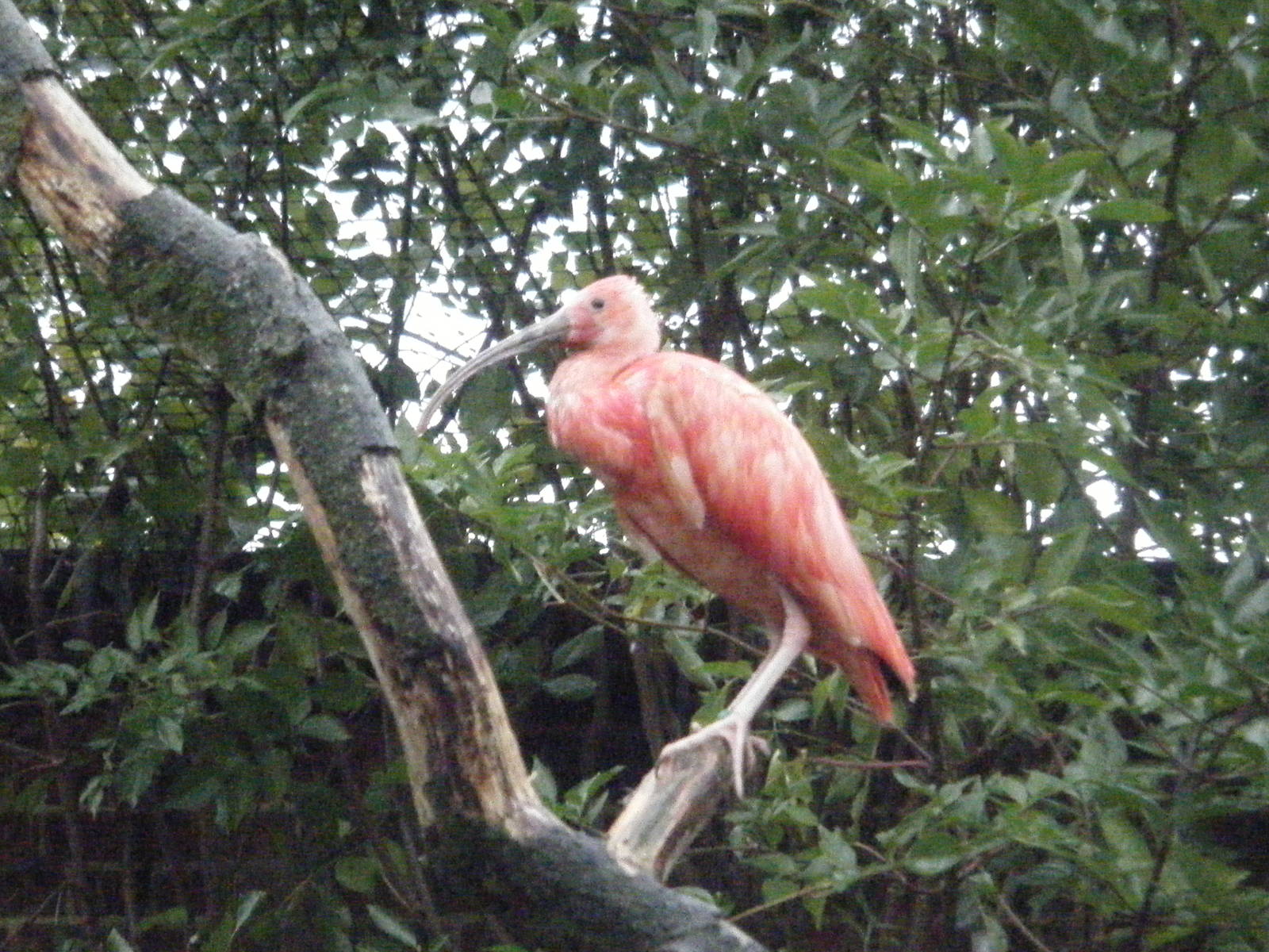 Scarlet Ibis