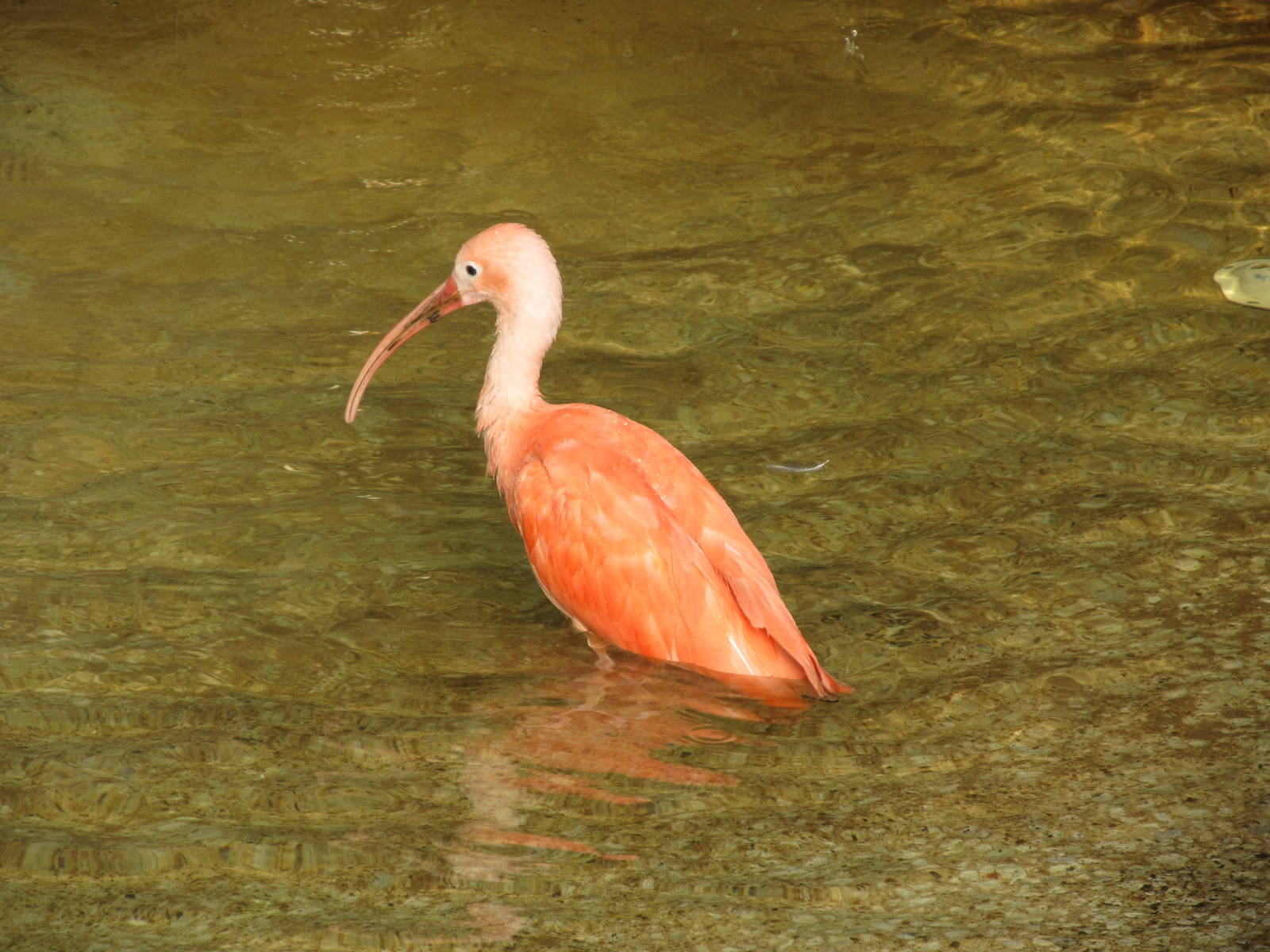 Scarlet Ibis