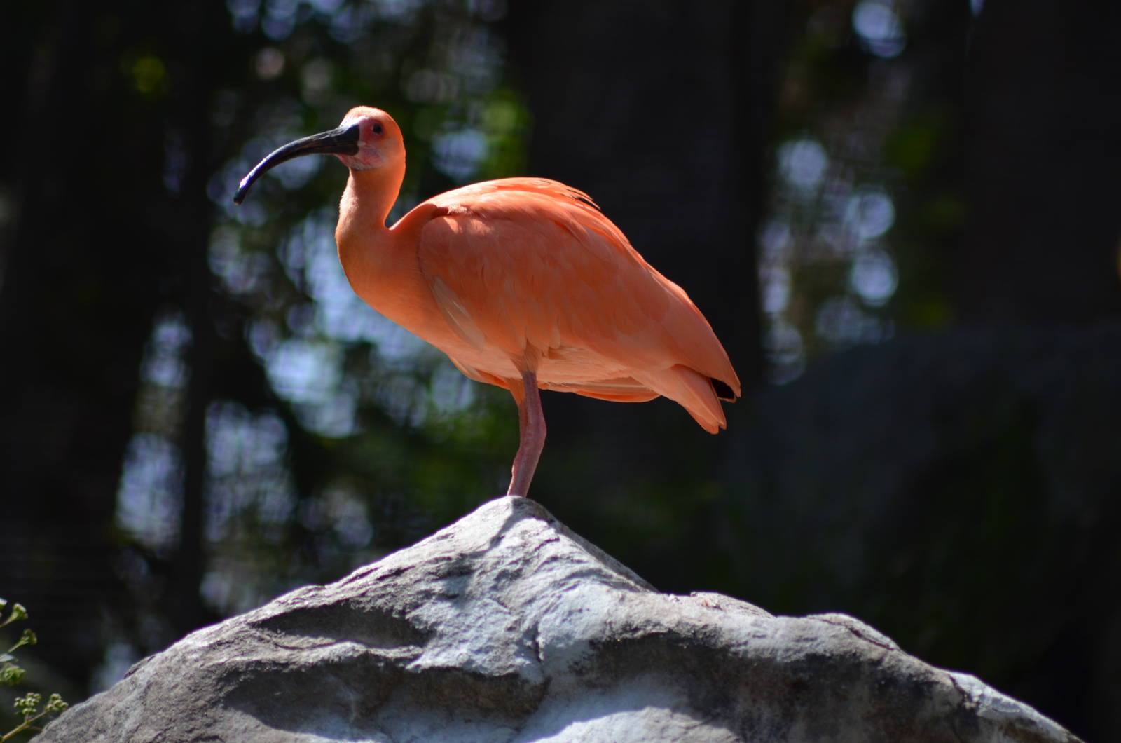 Scarlet Ibis