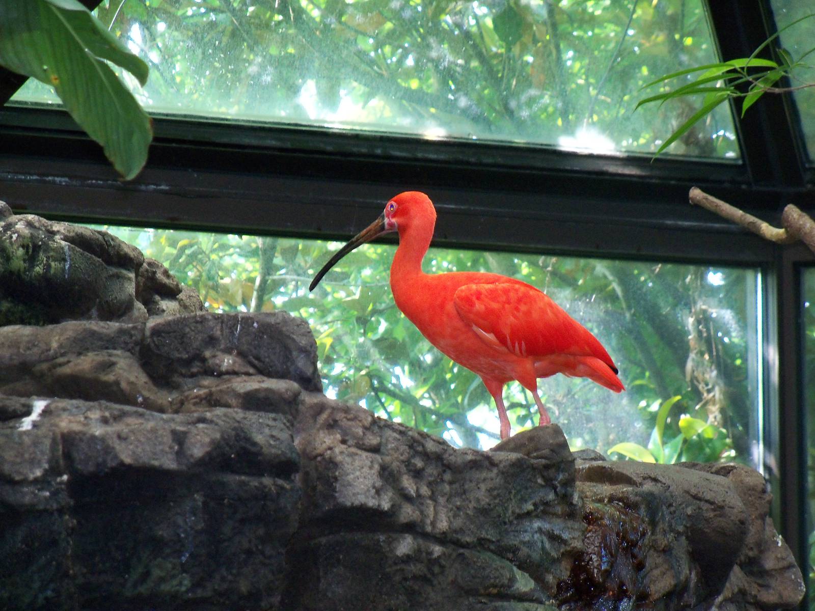 Scarlet Ibis
