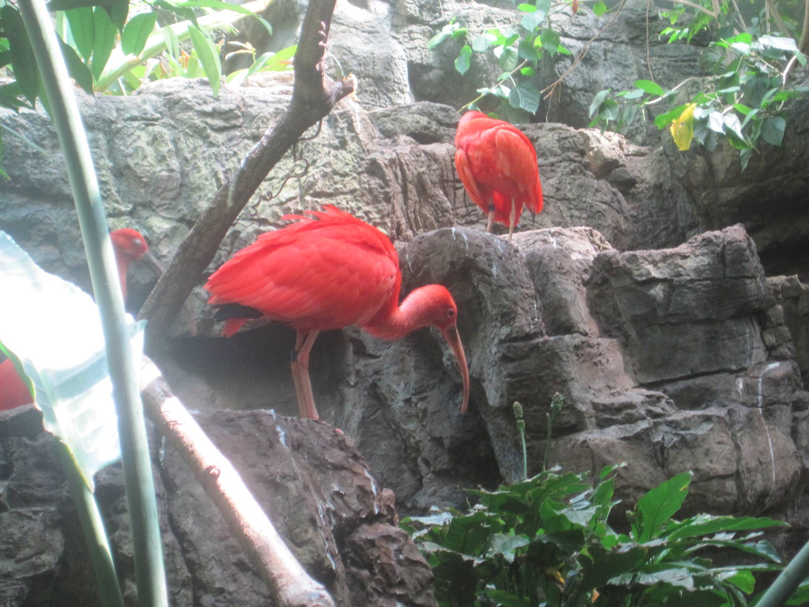 Scarlet Ibis