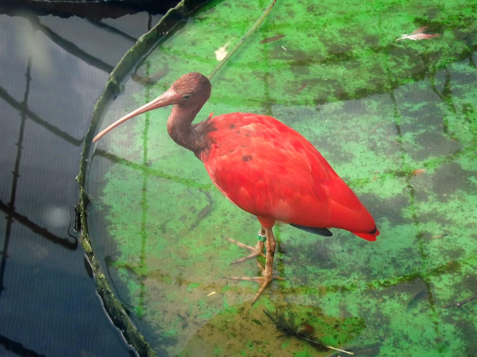 Scarlet ibis
