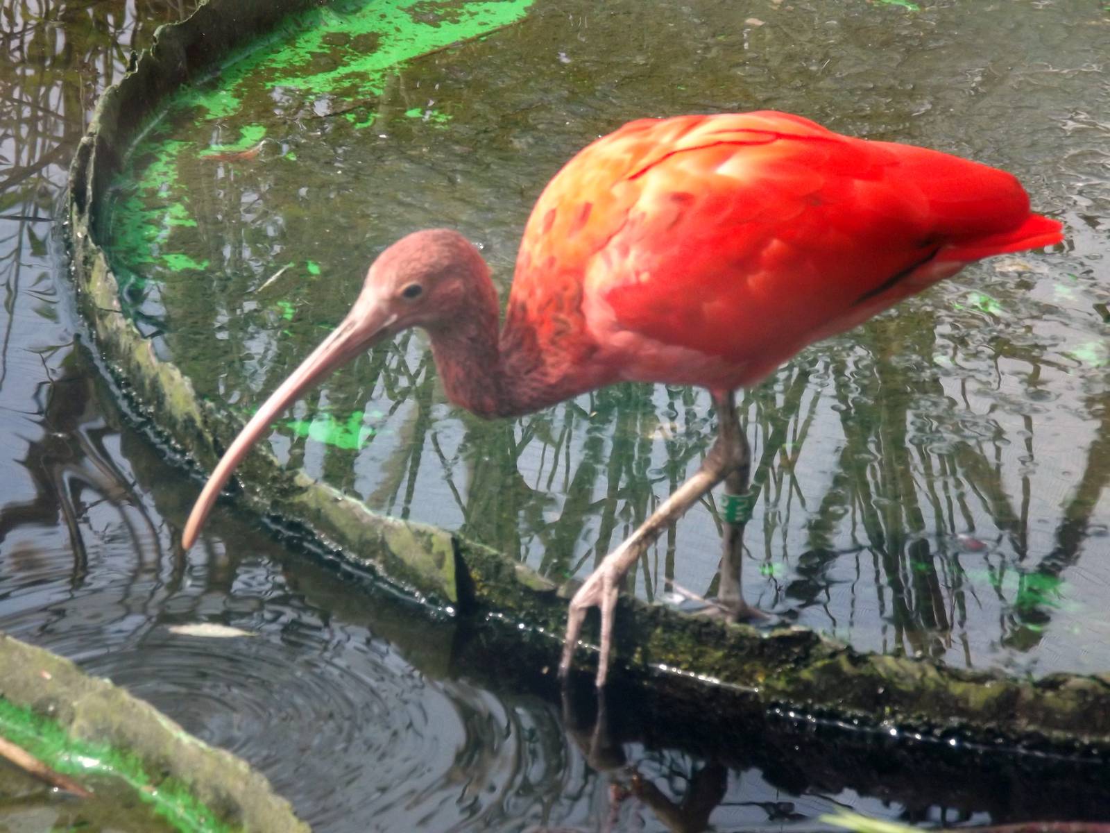 Scarlet ibis
