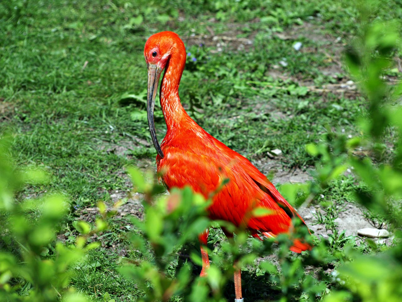 Scarlet ibis