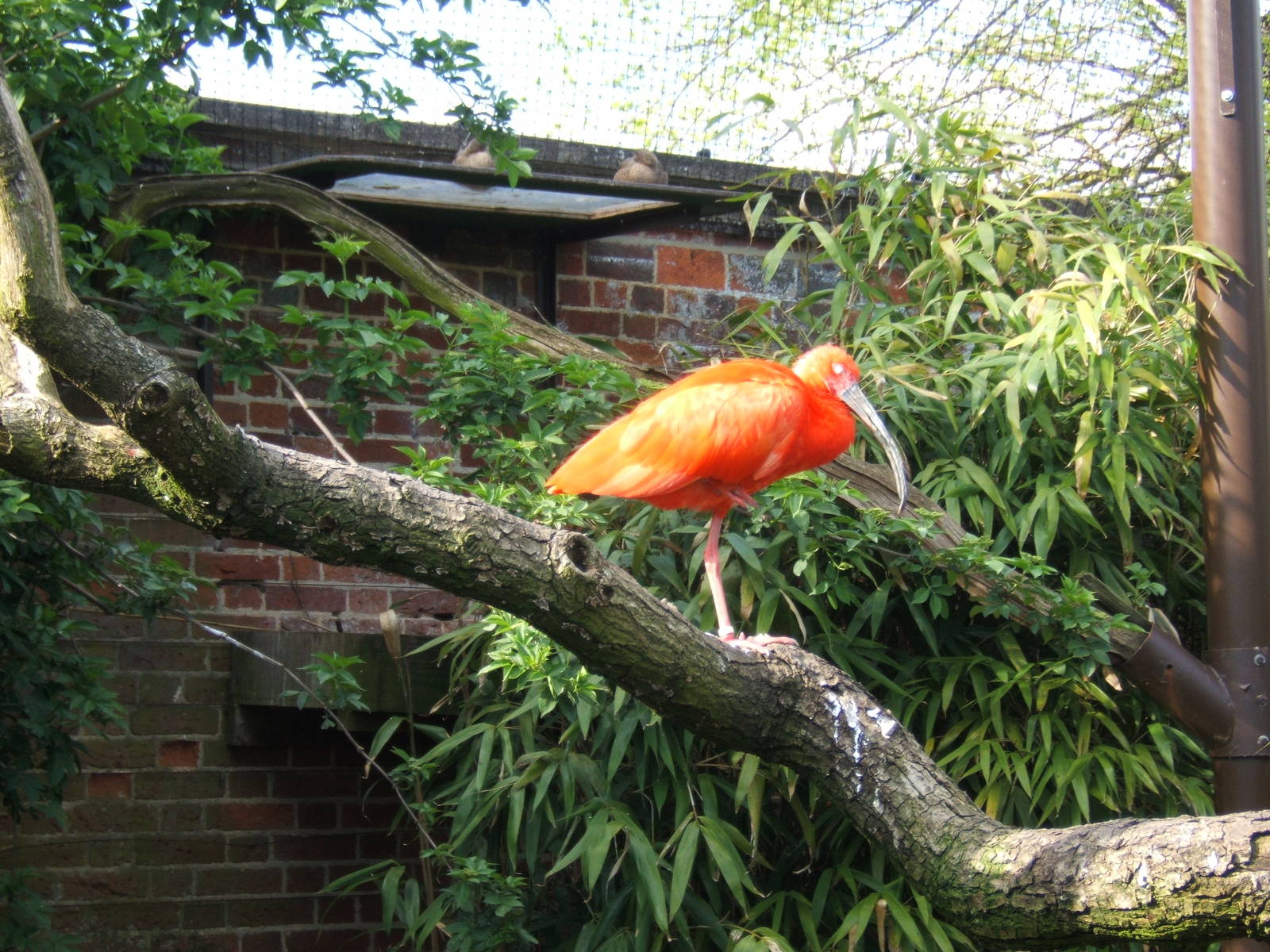 Scarlet Ibis