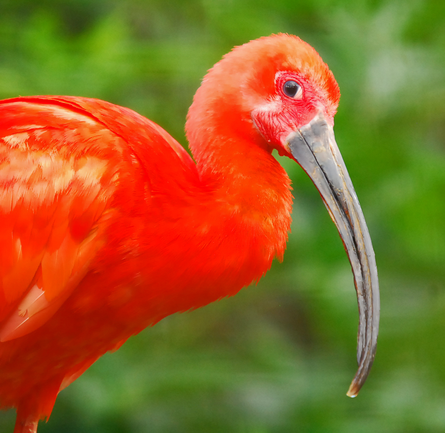 SCARLET IBIS