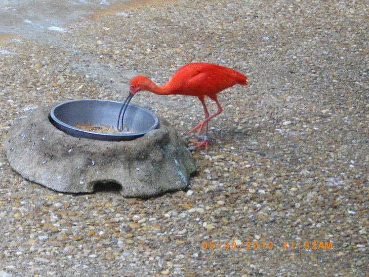 Scarlet Ibis