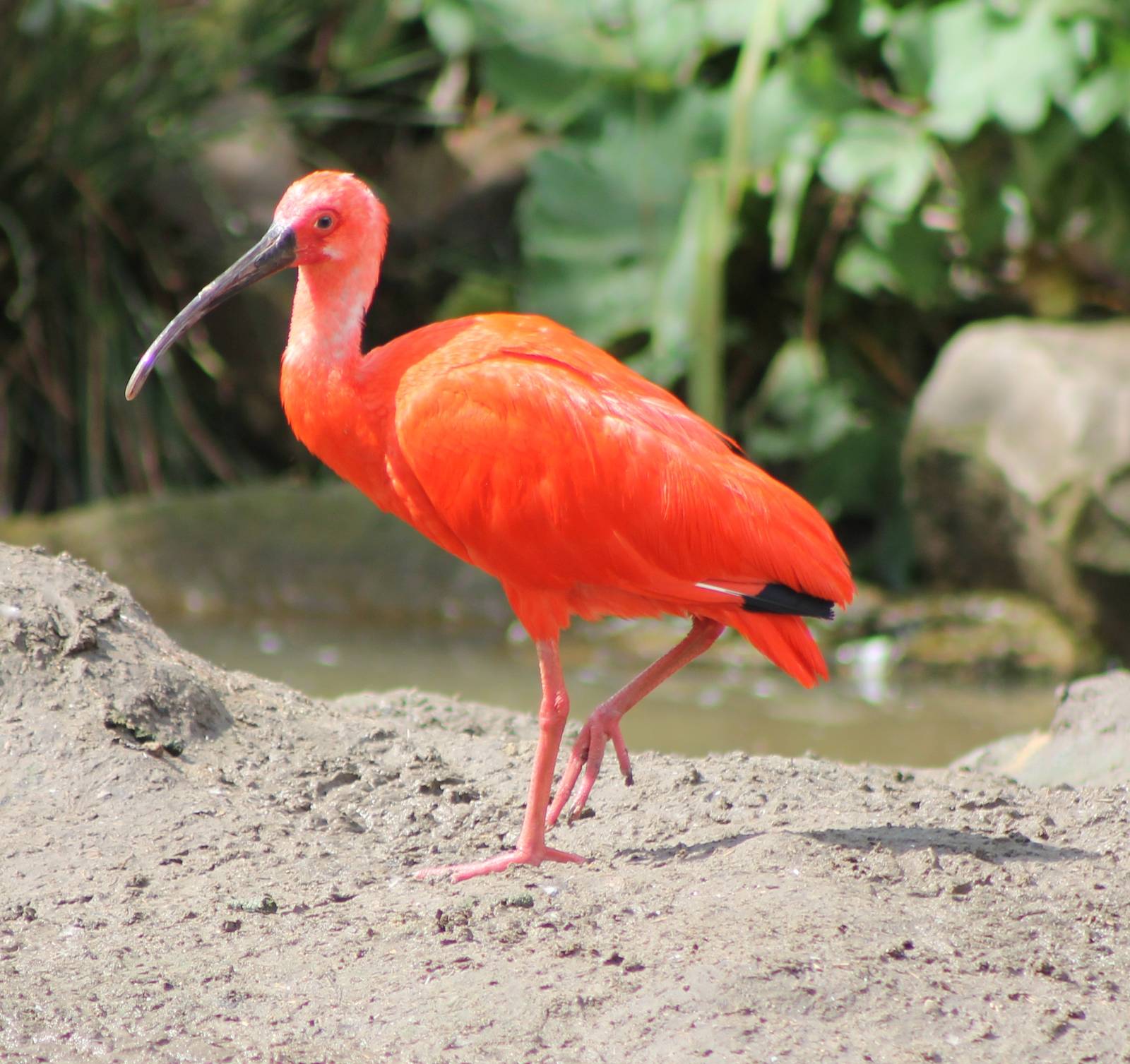 scarlet ibis