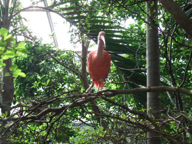 Scarlet Ibis