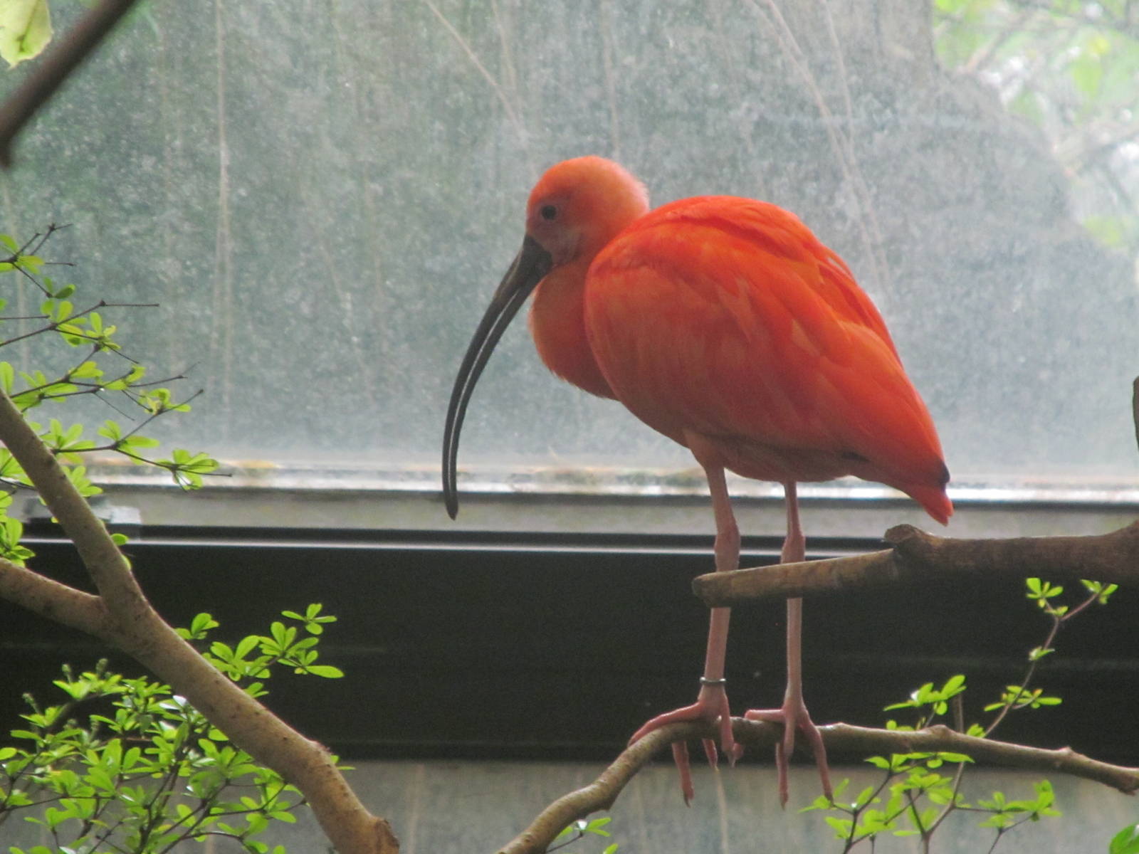 Scarlet Ibis