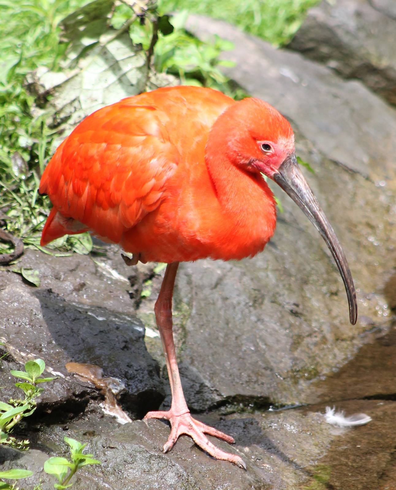 Scarlet ibis