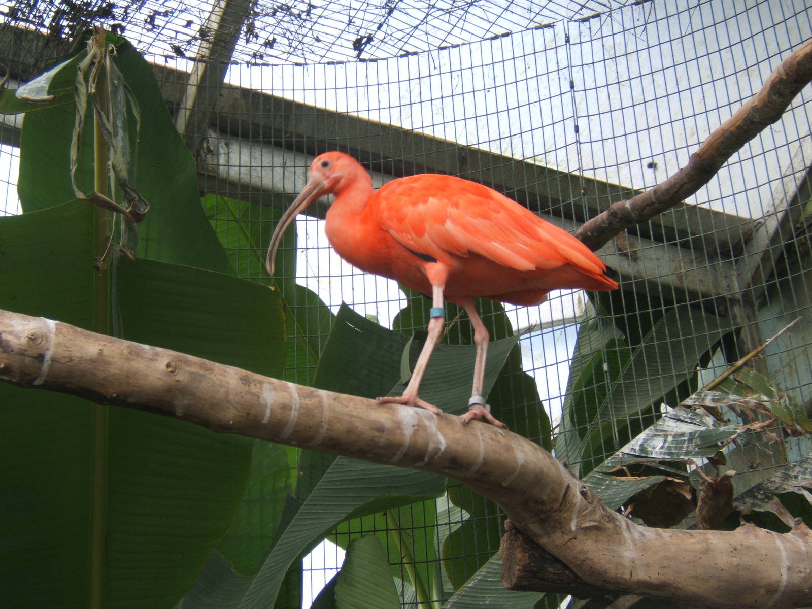 Scarlet Ibis