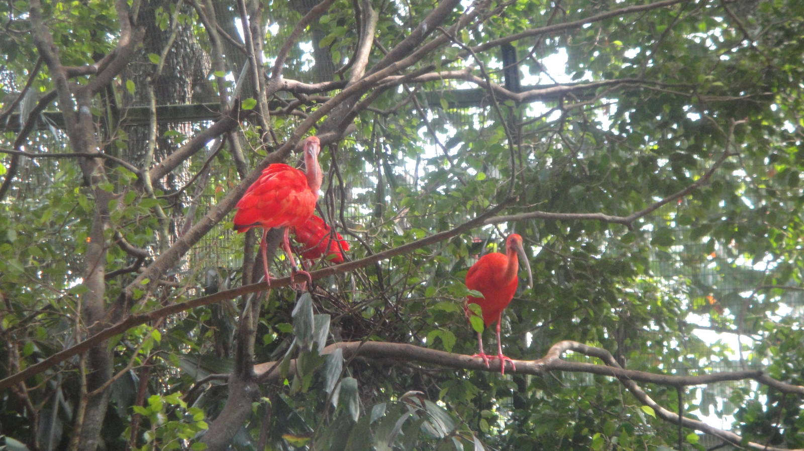 Scarlet Ibis