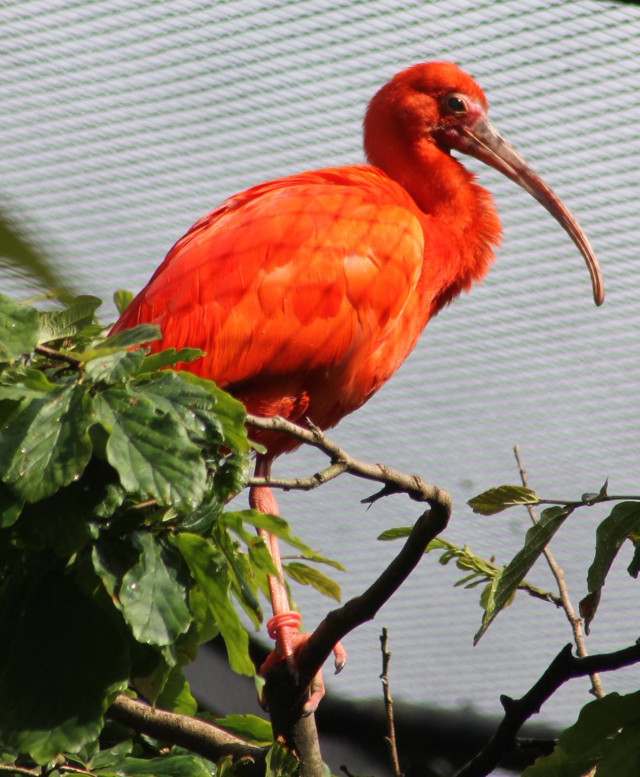 Scarlet ibis