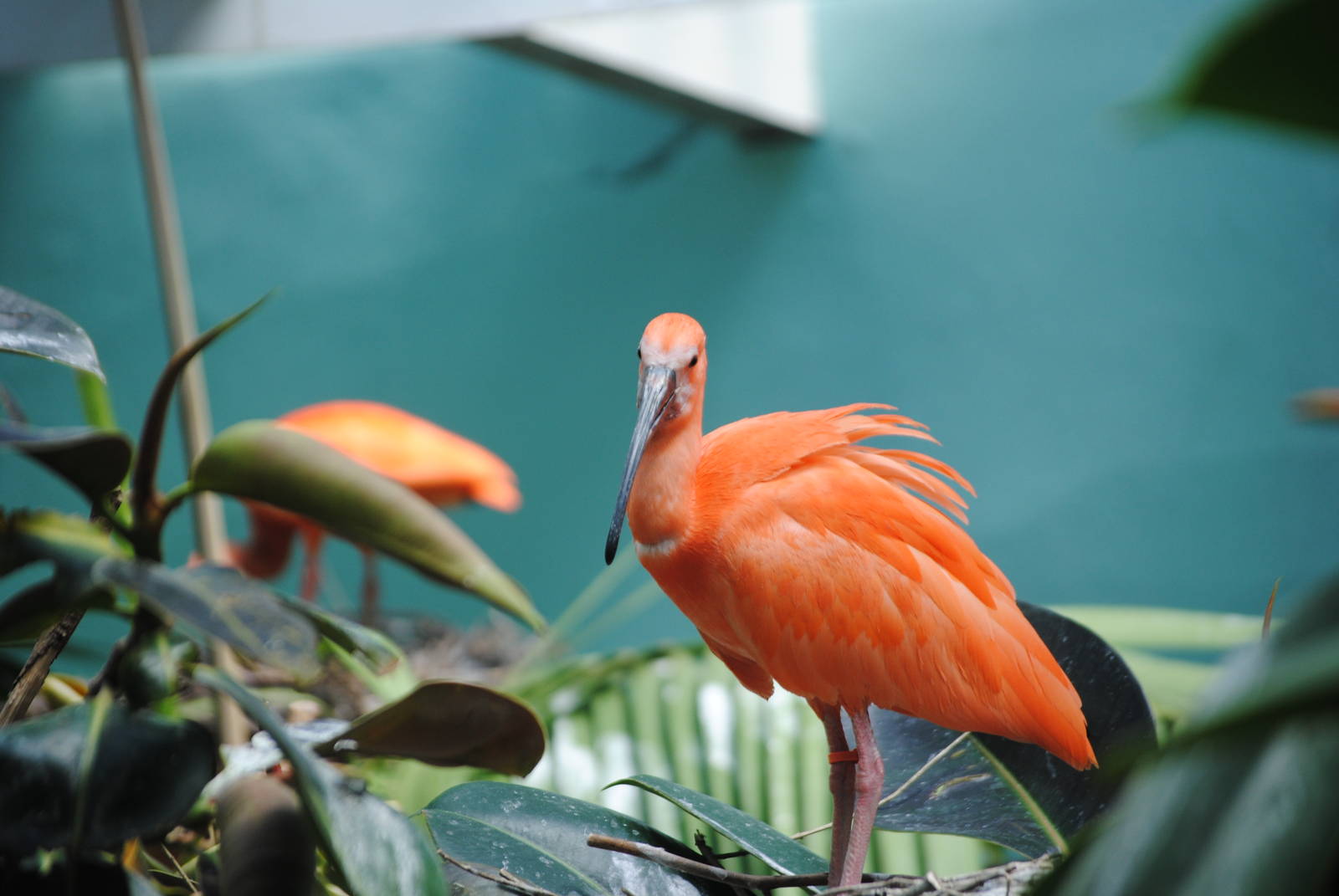 Scarlet Ibis