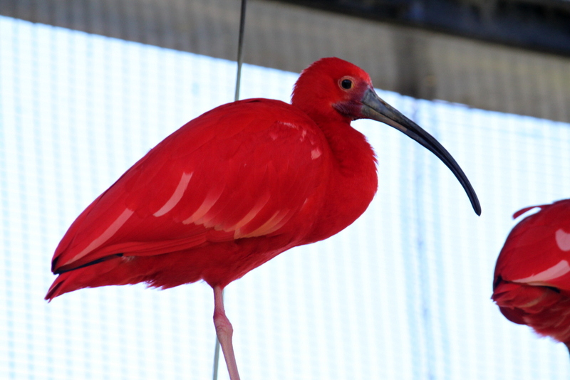 Scarlet Ibis