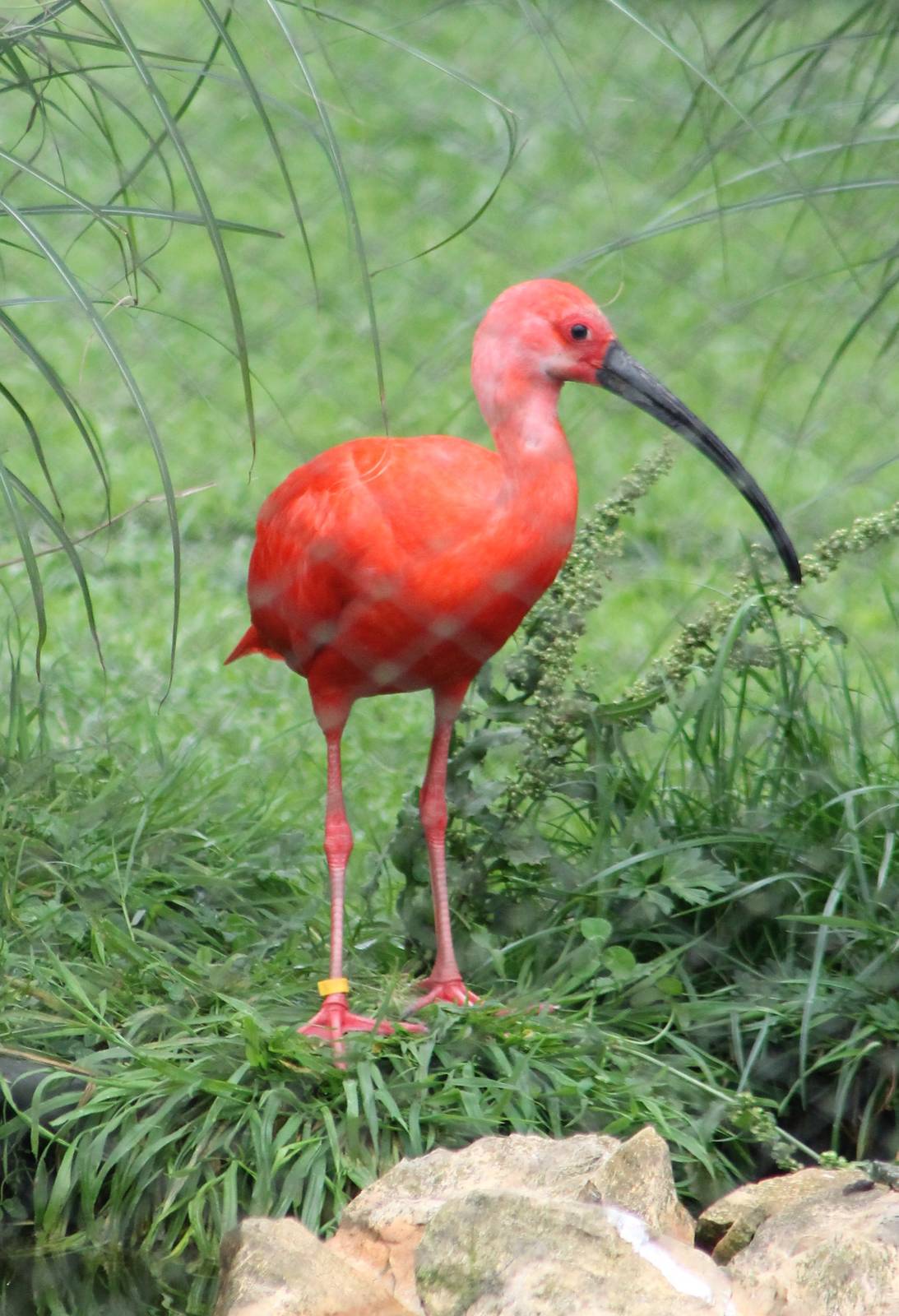 Scarlet ibis