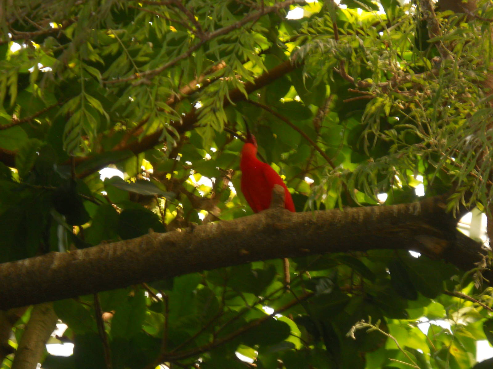 Scarlet Ibis