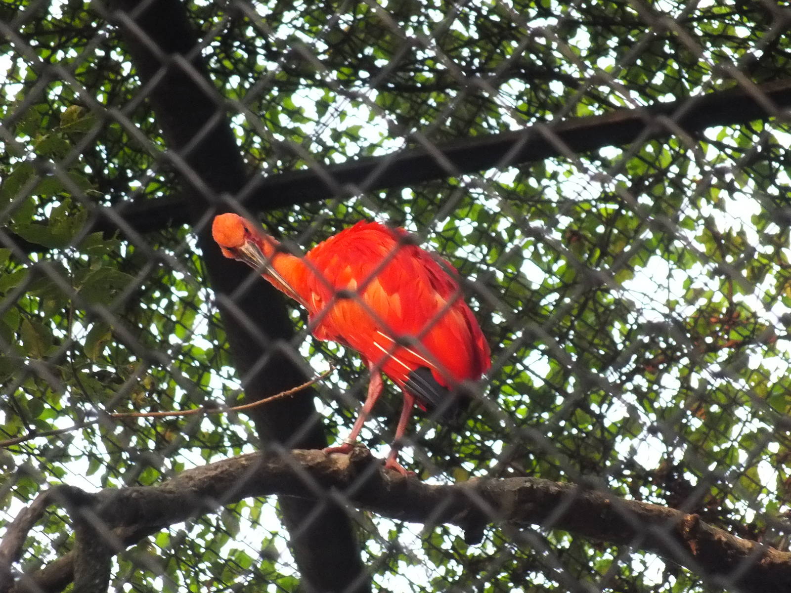 Scarlet ibis