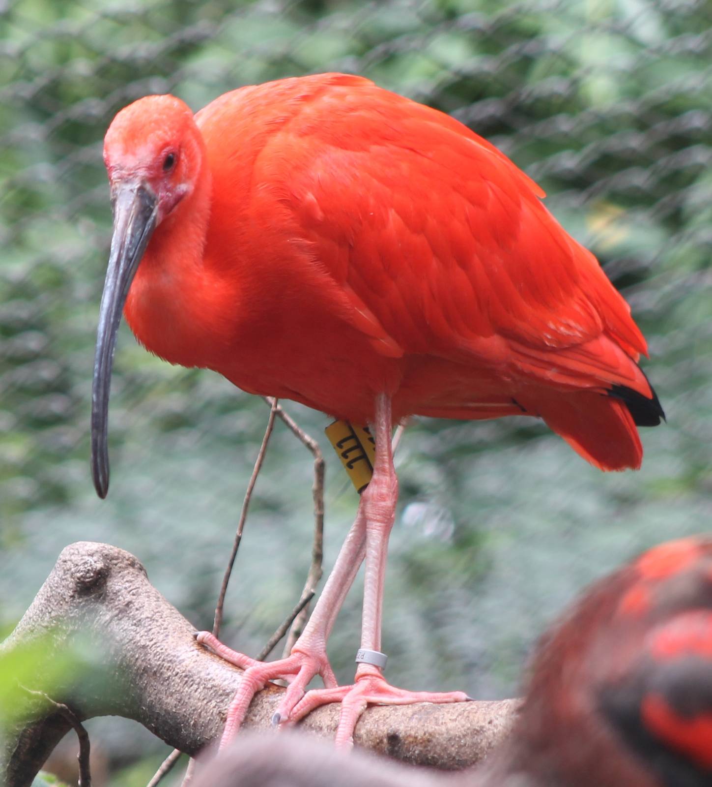 Scarlet ibis