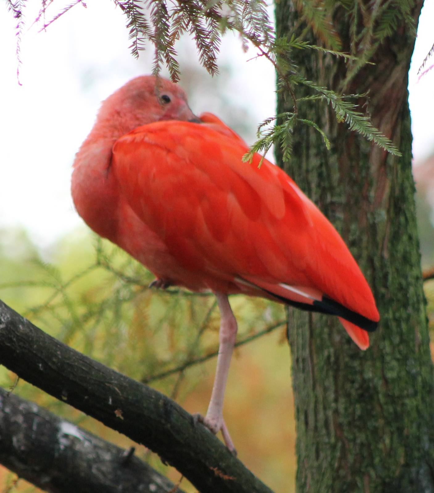 Scarlet ibis