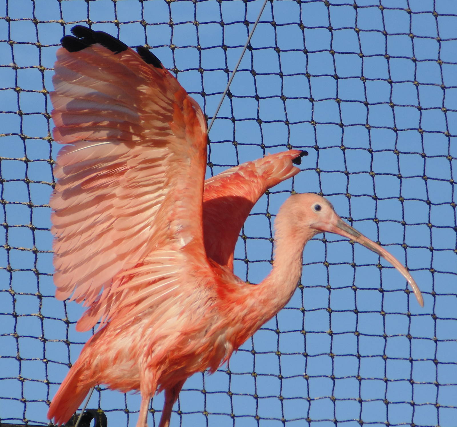 Scarlet Ibis