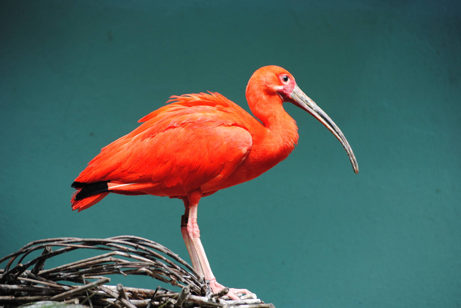 Scarlet Ibis