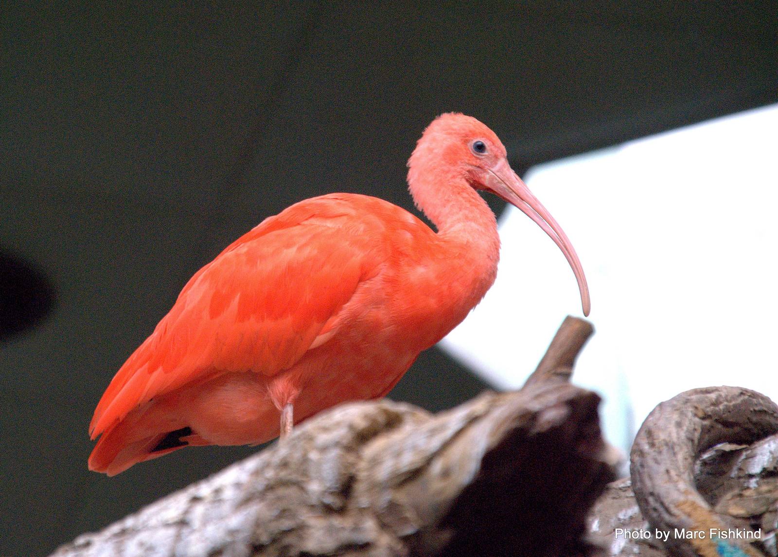 Scarlet Ibis