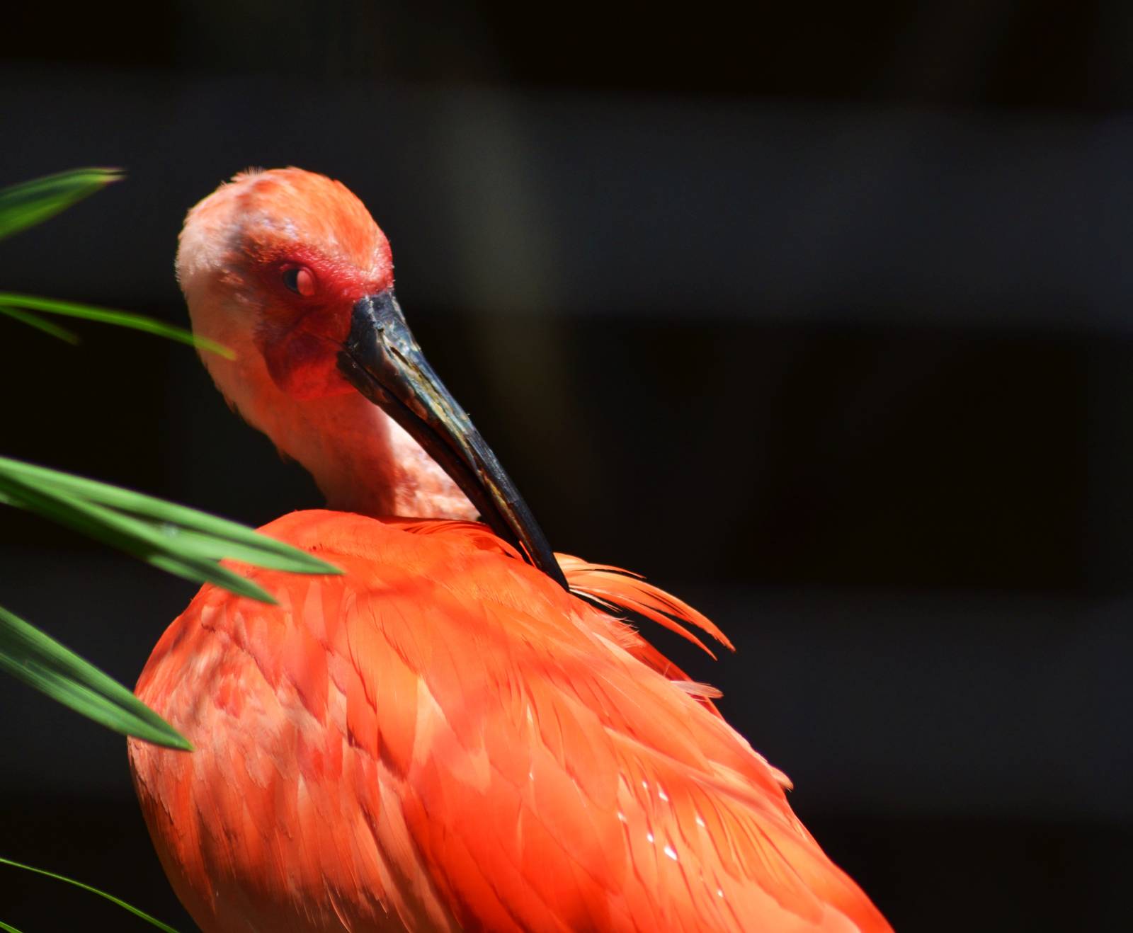 Scarlet Ibis
