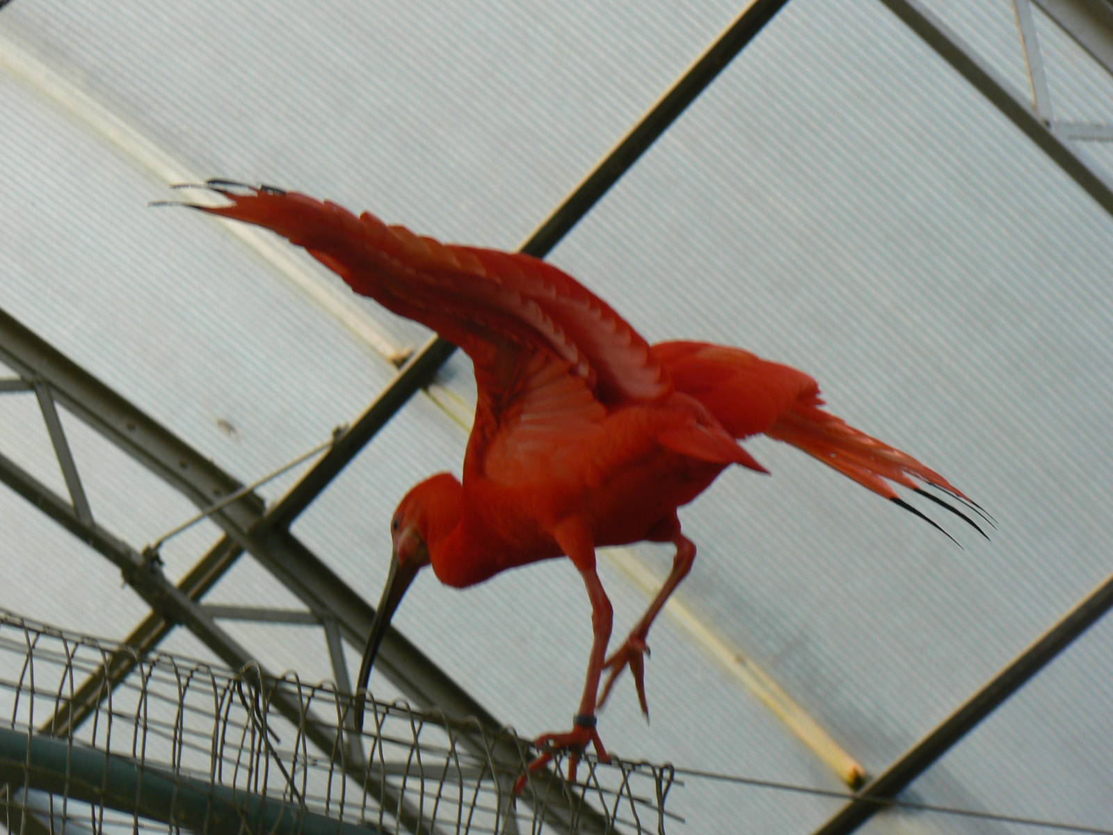 Scarlet Ibis