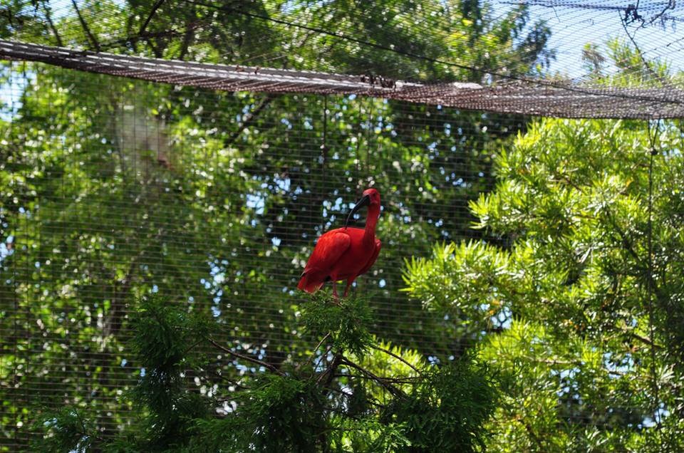 Scarlet Ibis