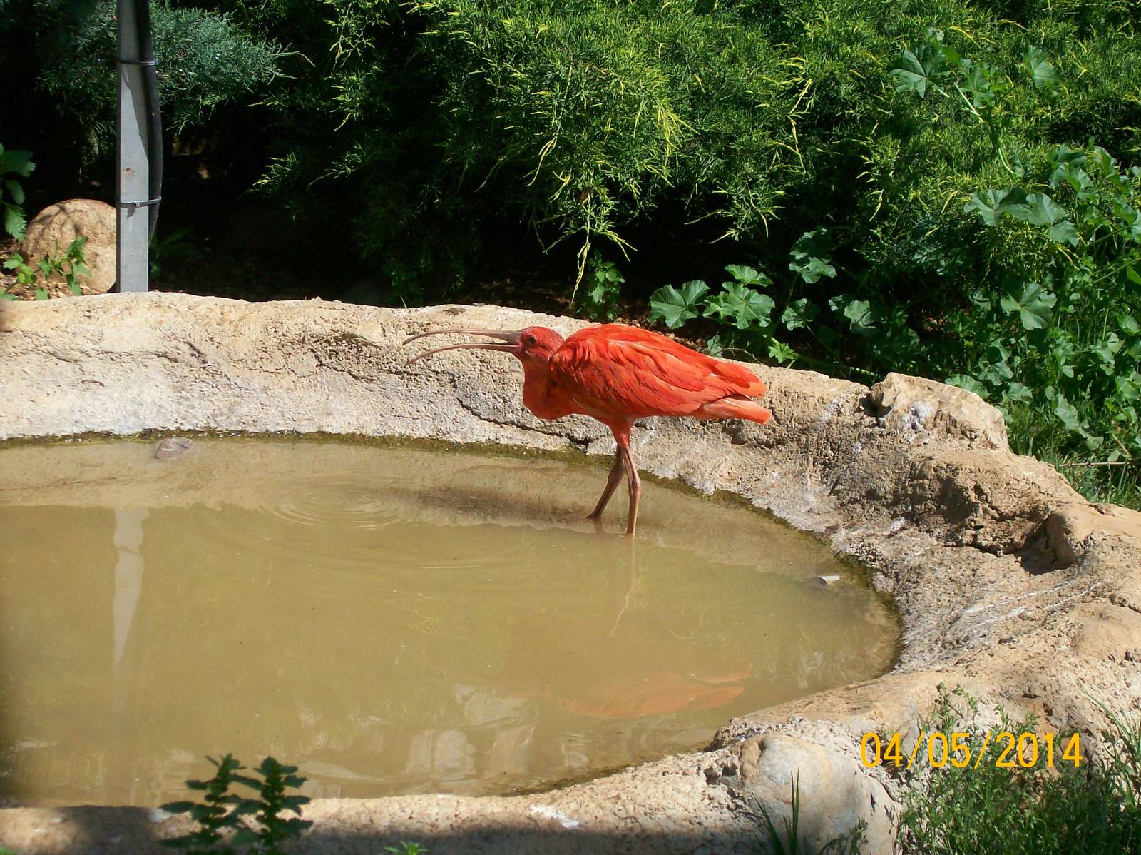 Scarlet ibis