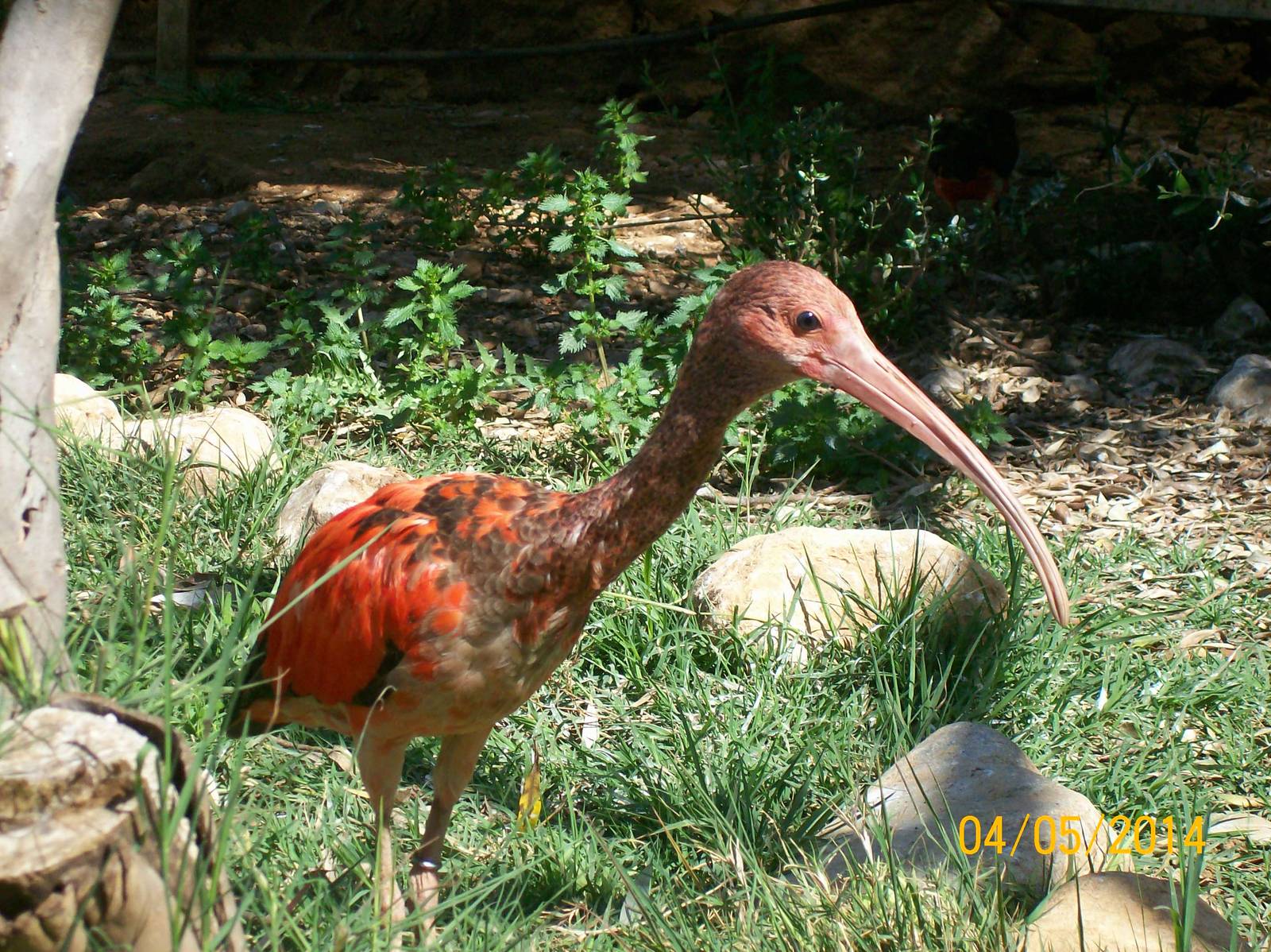 Scarlet ibis