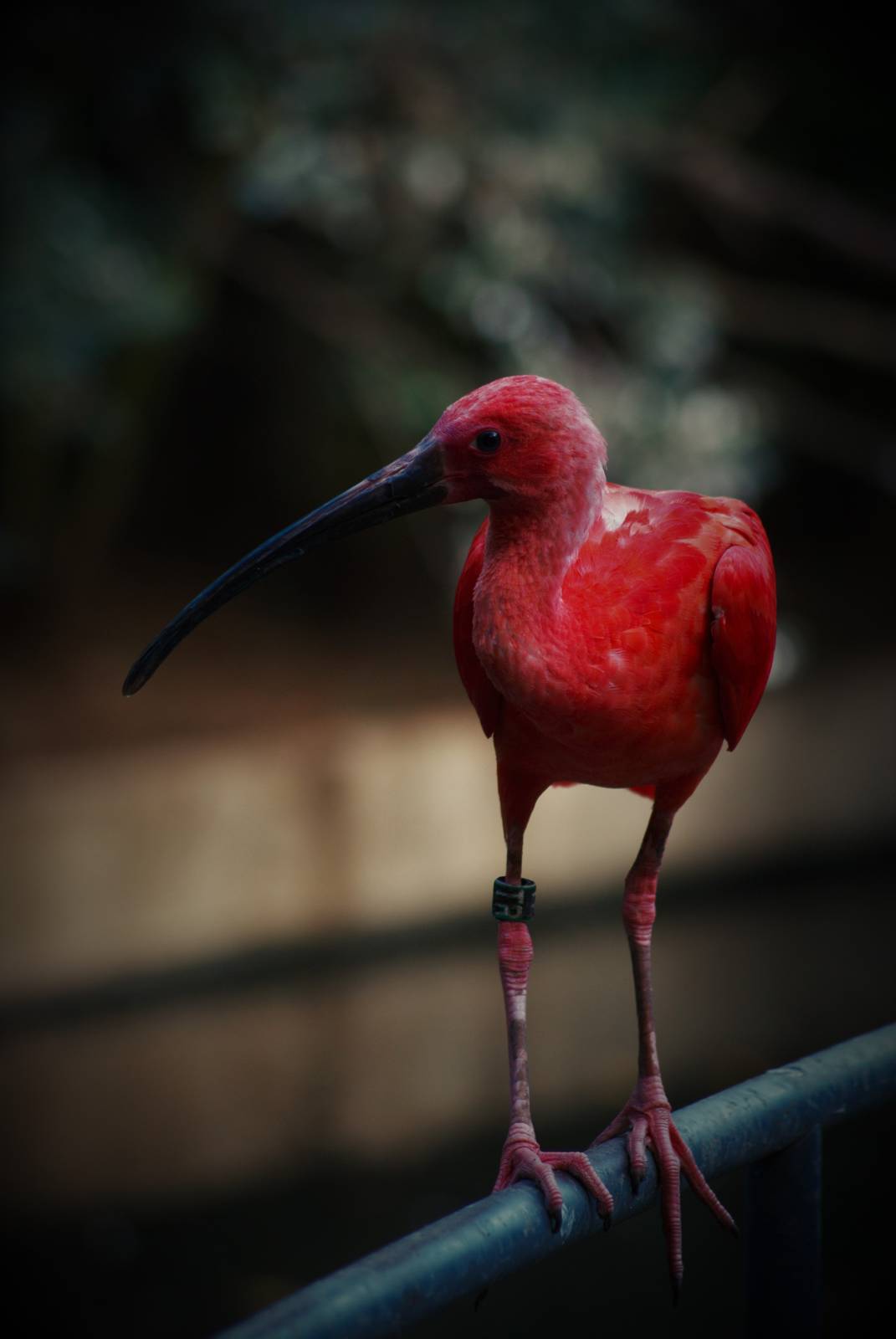 Scarlet ibis