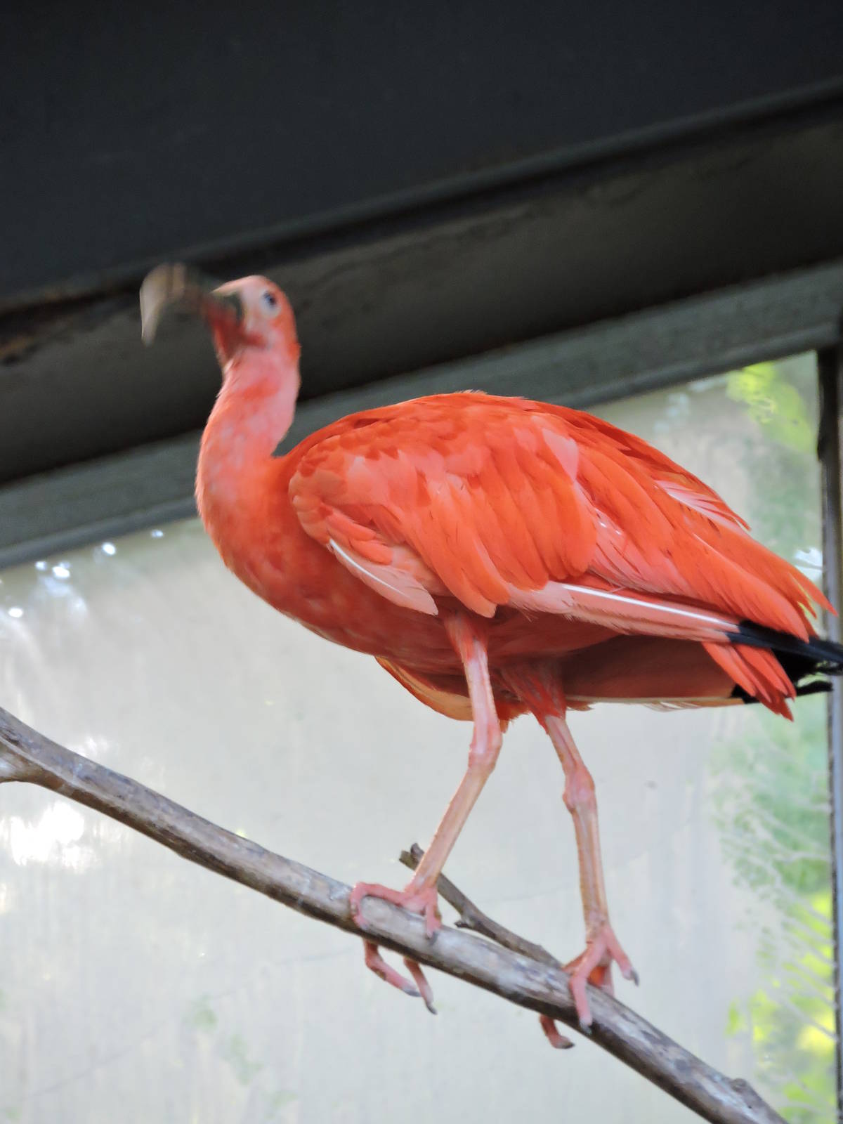 Scarlet Ibis