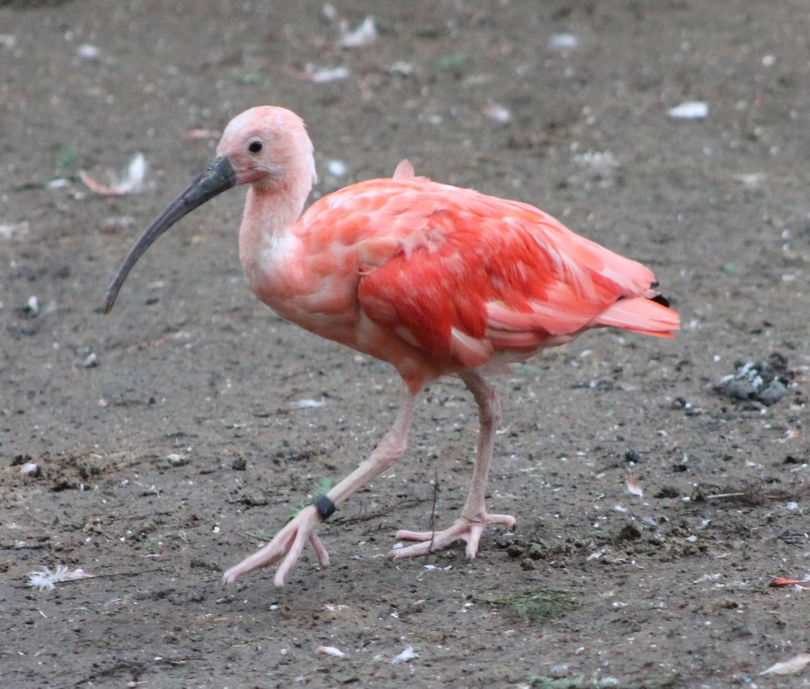 Scarlet ibis